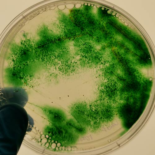 Industrial applications of cyanobacterial toxins