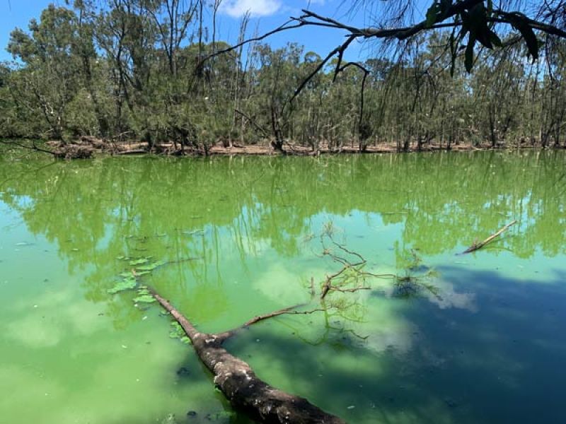 A pond with green water