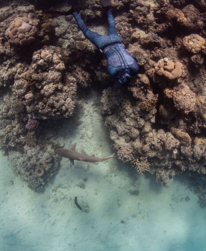 Kristen snorkeling above a coral reef alongside a shark swimming below in clear, blue water.