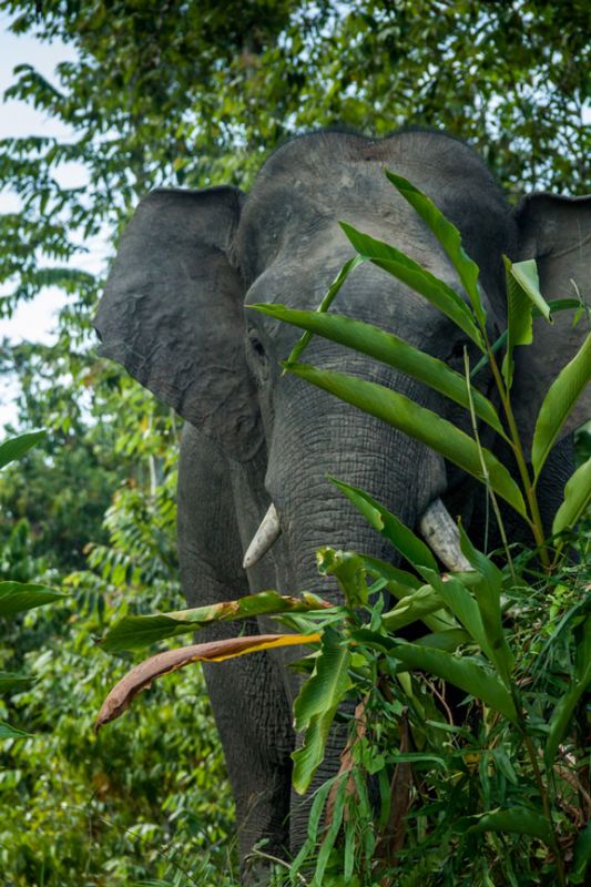 An elephant partially obscured by lush green foliage in a natural forest setting.