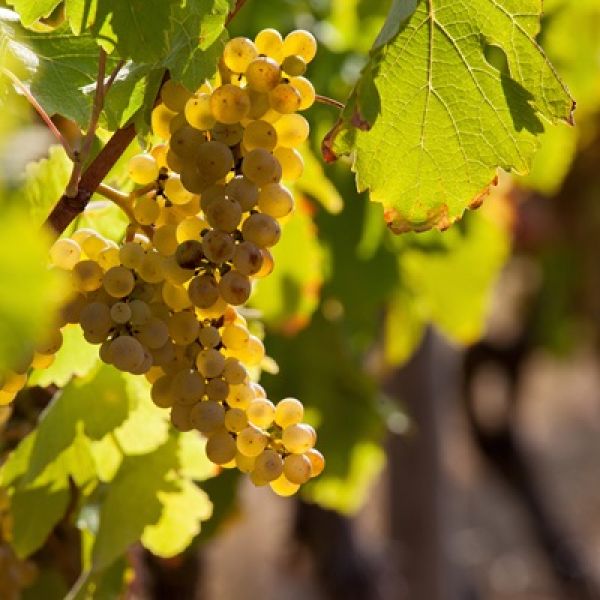 green grapes.  Collaboration commitment to support Hunter wine industry’s future