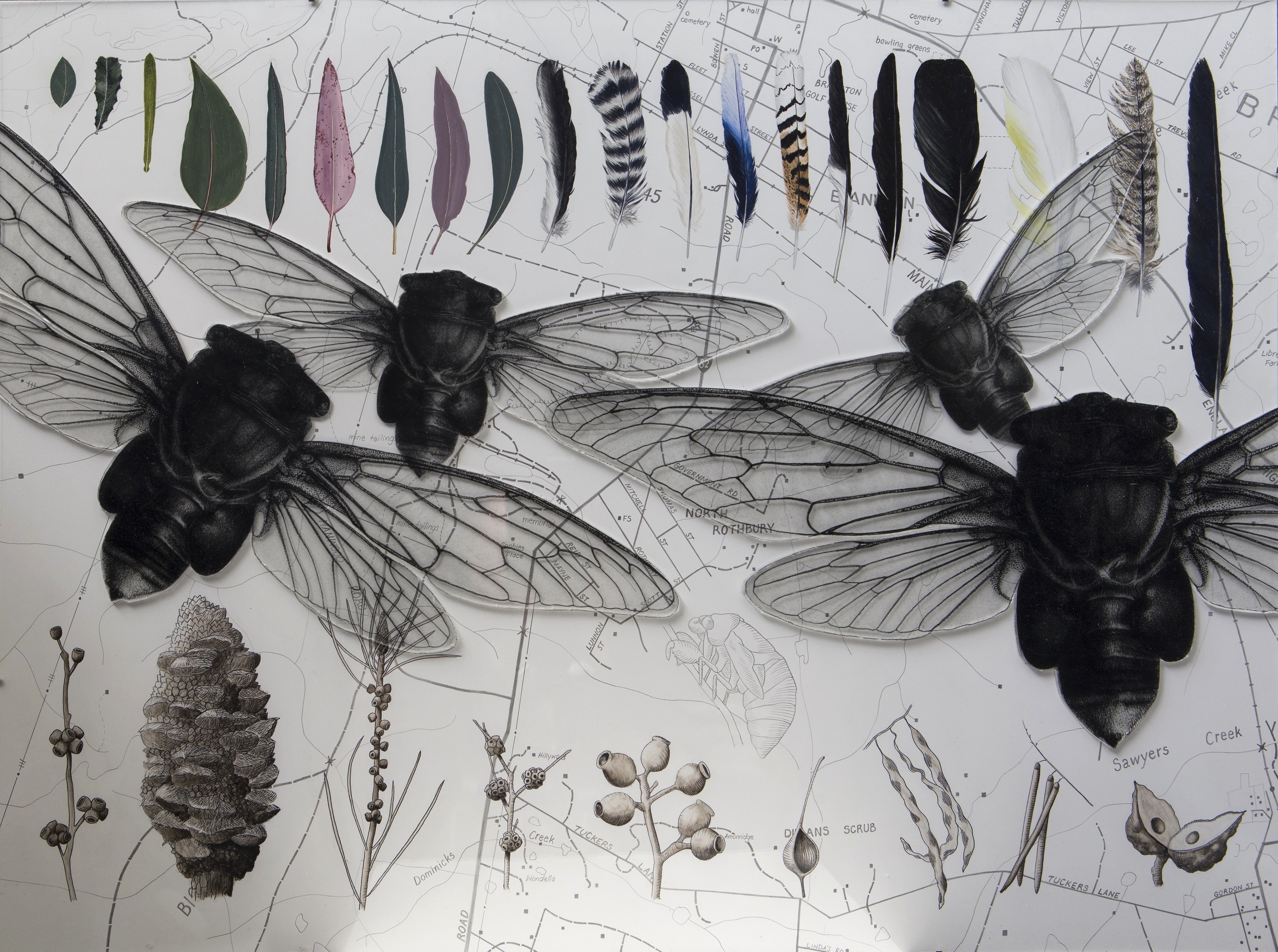 Natural History Illustration image of insects, flora, and feathers