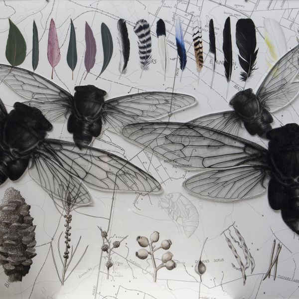 Natural History Illustration image of insects, flora, and feathers