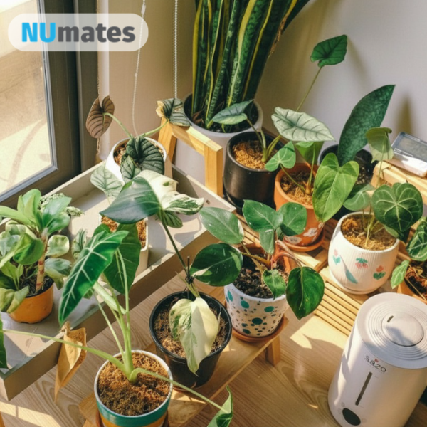 picture of potted plants sitting near a window