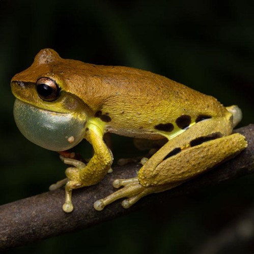 Whirring Tree Frog