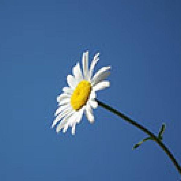 Flower stem. Improving student well-being