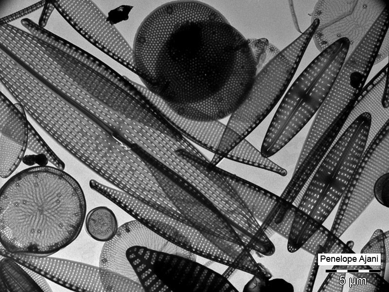 Mixed marine diatoms