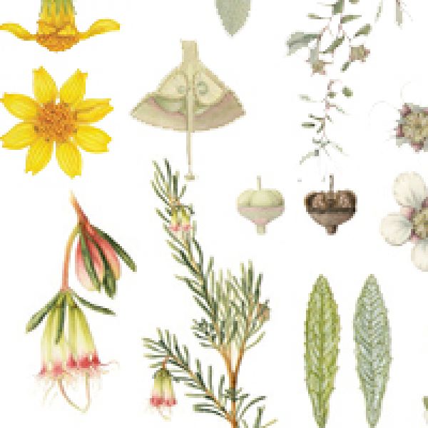 Flora of the Hunter illustrations. Botanical Beauties of the Hunter