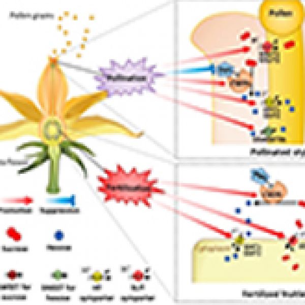 . “Ready-Set-Grow” Pollinations and fertilization Activate genes for nutrient delivery for fruit set