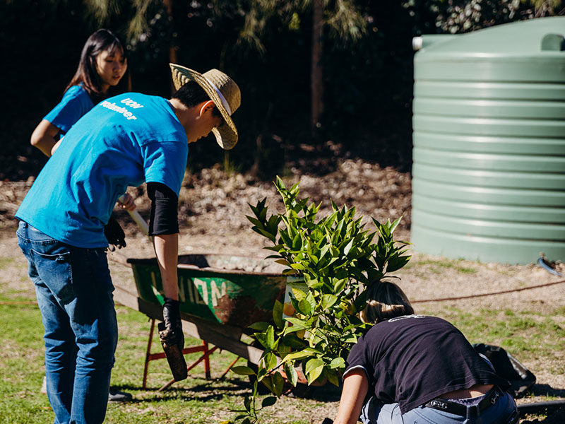 Image of community garden and people gardening