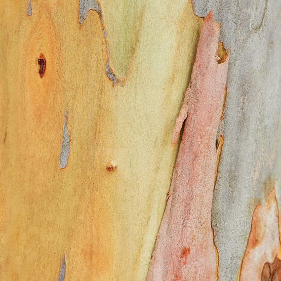 Coloured bark