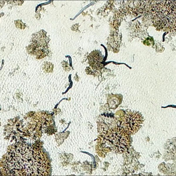 Sea Cucumbers on Heron Reef