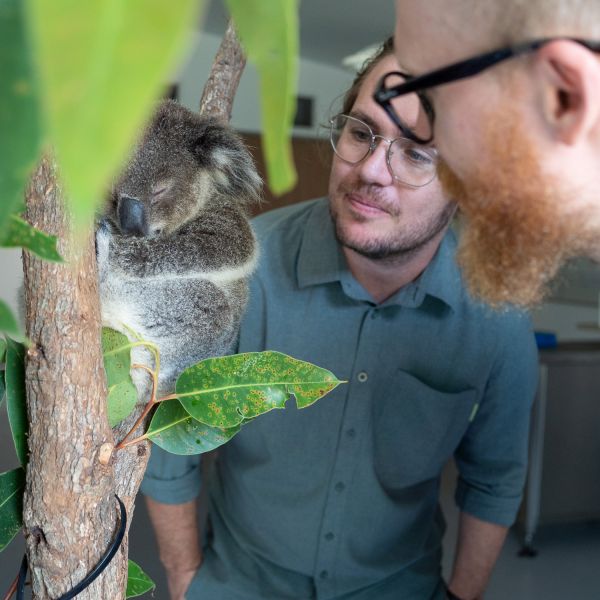 two male researchers closely looking a baby koala in a tree