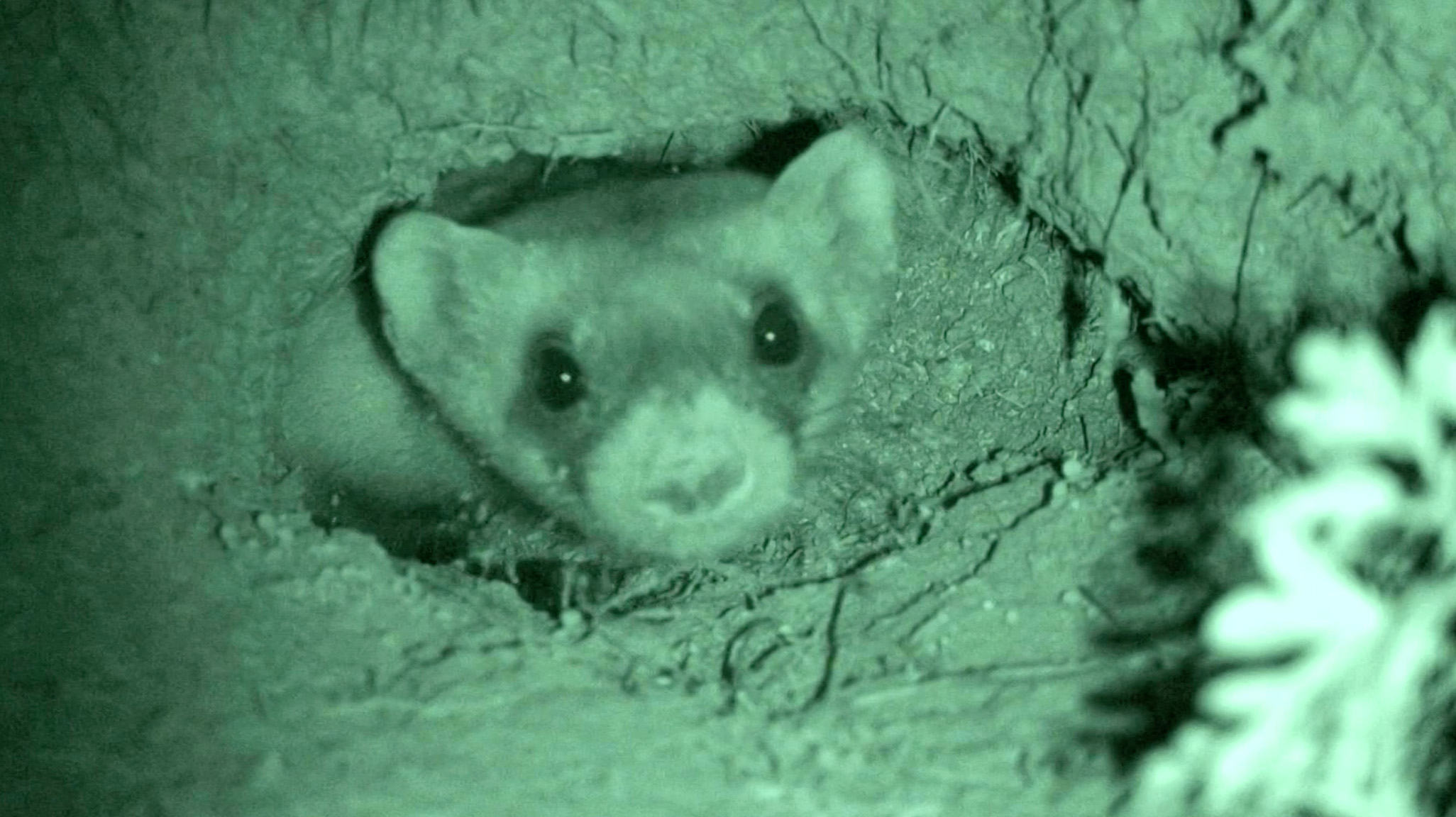 black-footed ferret peeping out of hole