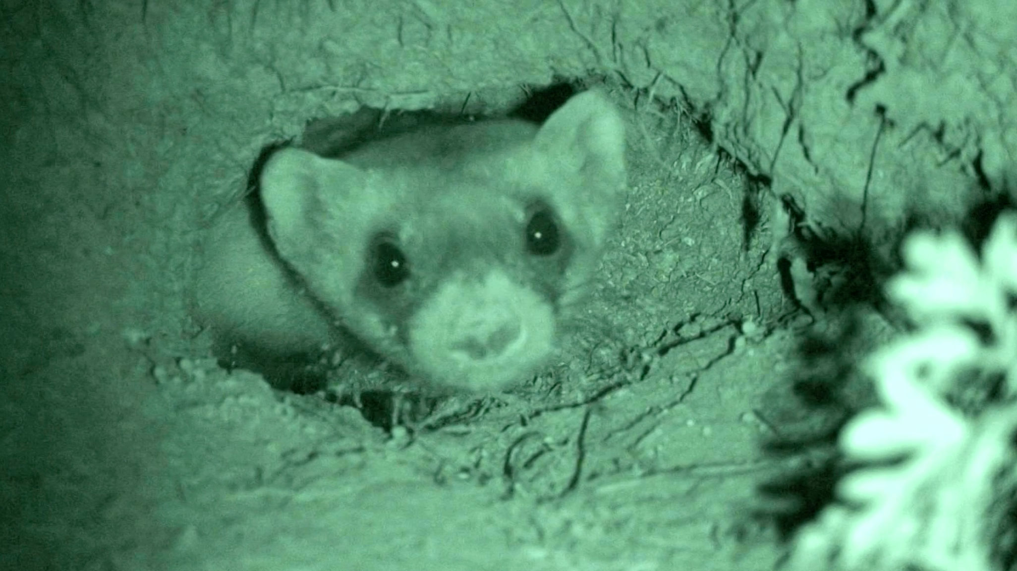 A ferret in a burrow