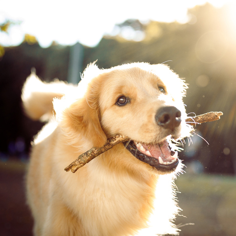 Dog vaccine and steel recycling projects awarded nearly $800 000 in Dog vaccine and steel recycling projects awarded nearly $800 000 in