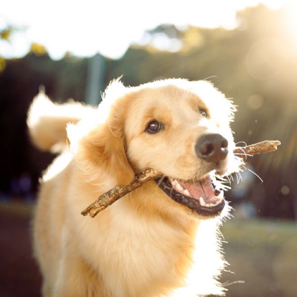 Golden Retriever running and carrying stick in mouth