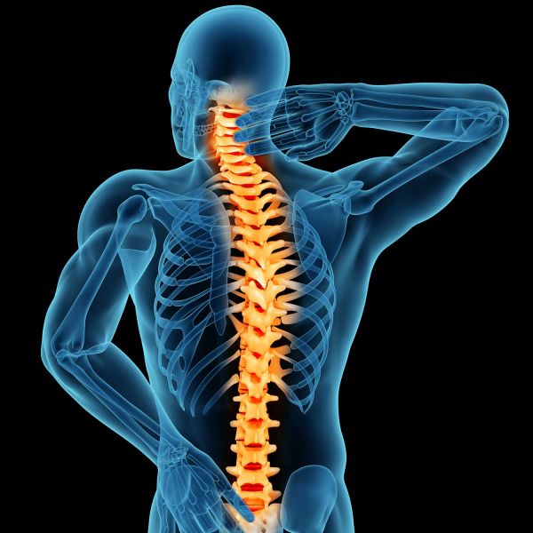 Spinal cord research
