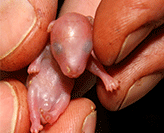 Three gram baby brush tailed wallaby . New breeding technique addresses extinction rates.