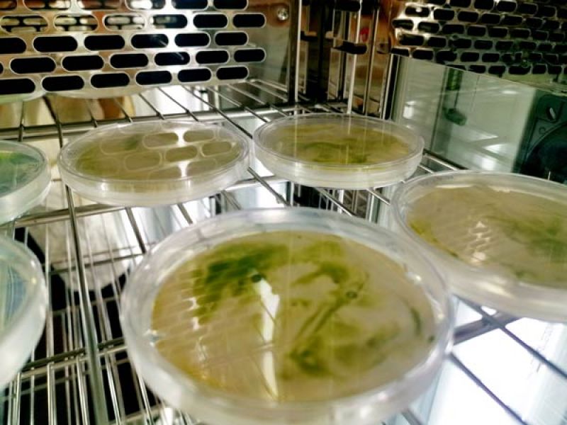 Microcystis in a light incubator