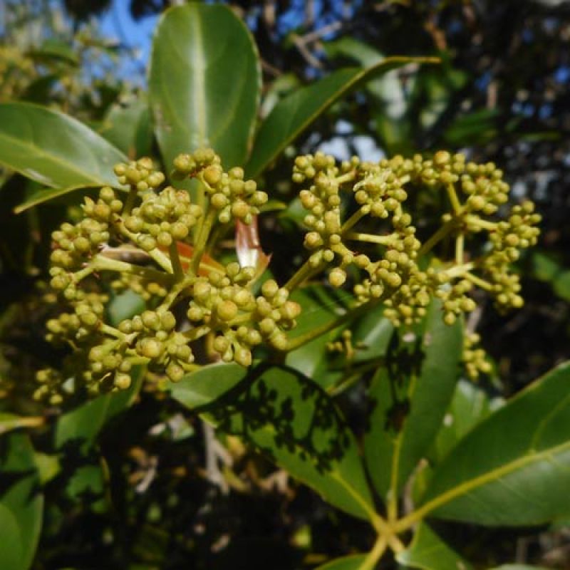 A tree branch that has microbial endophytes