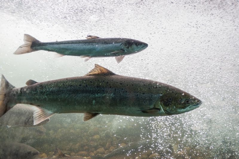 Two atlantic salmon swimming in a body of water