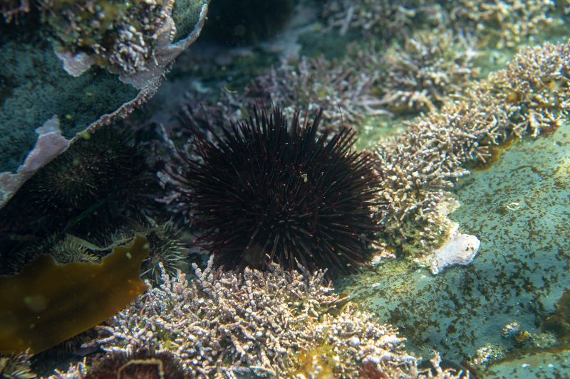 Sea Urchin on rock unerwater