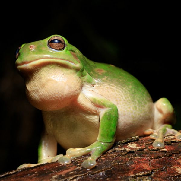 A collaborative effort to conserve Australia’s most threatened frogs