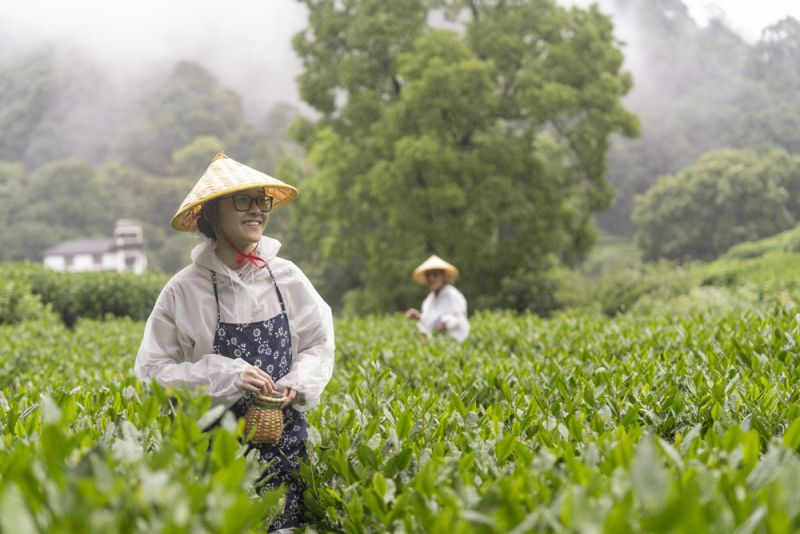 A woman standing in a tea field
