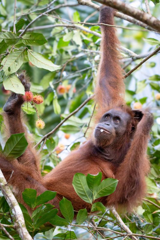 An orangutan hanging from a tree branch, reaching for fruit among green leaves.