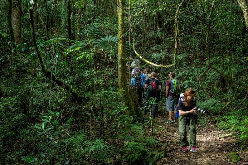 A group of hikers exploring a dense forest trail, surrounded by lush greenery and large trees.