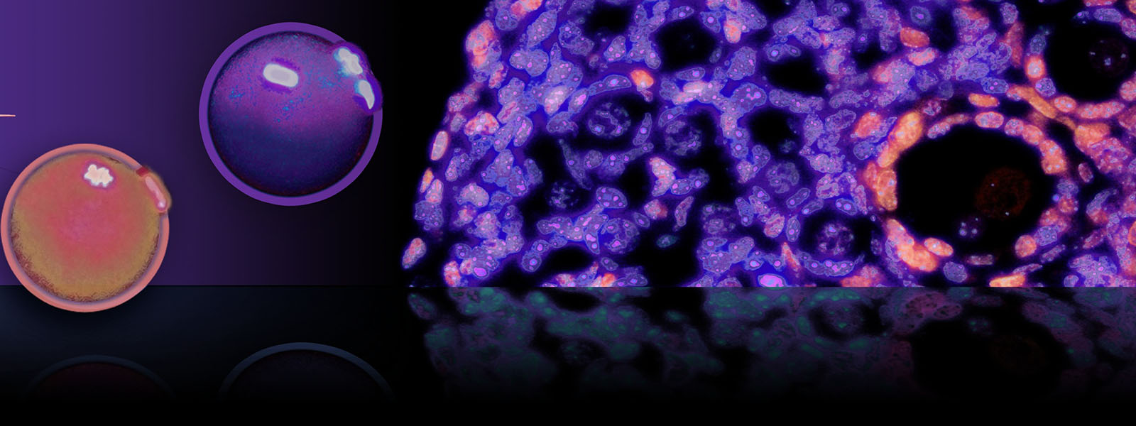 Abstract purple and orange artwork