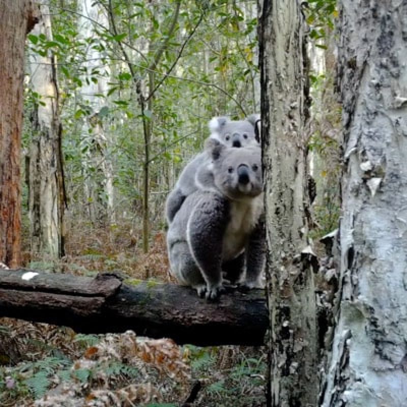 a mother koala with a joey on its back, looking towards the camera