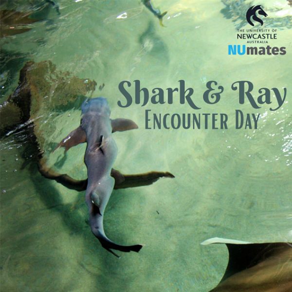 A shark and stingray swimming visible under the water surface