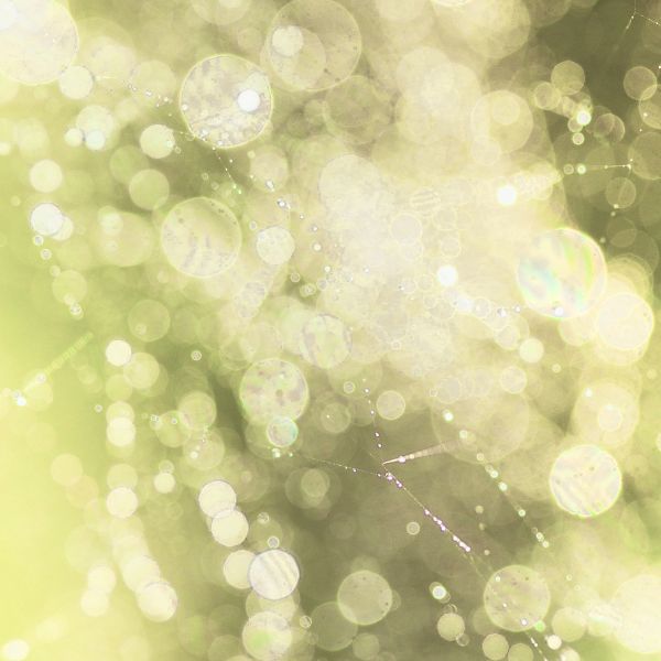 Soft-focus abstract image of dew-covered spiderweb strands and shimmering circular light reflections in pale green and gold tones.
