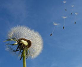 Dandelion . $20,000 SEED FUNDING AVAILABLE