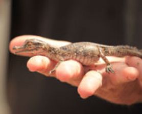 . Saltwater crocodile sperm may hold secret to male fertility