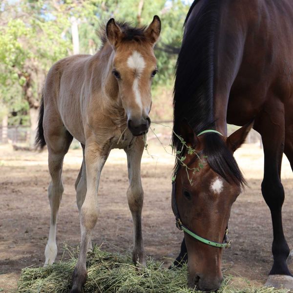 Tinsel the foal. Sperm extender the recipe for fertility success