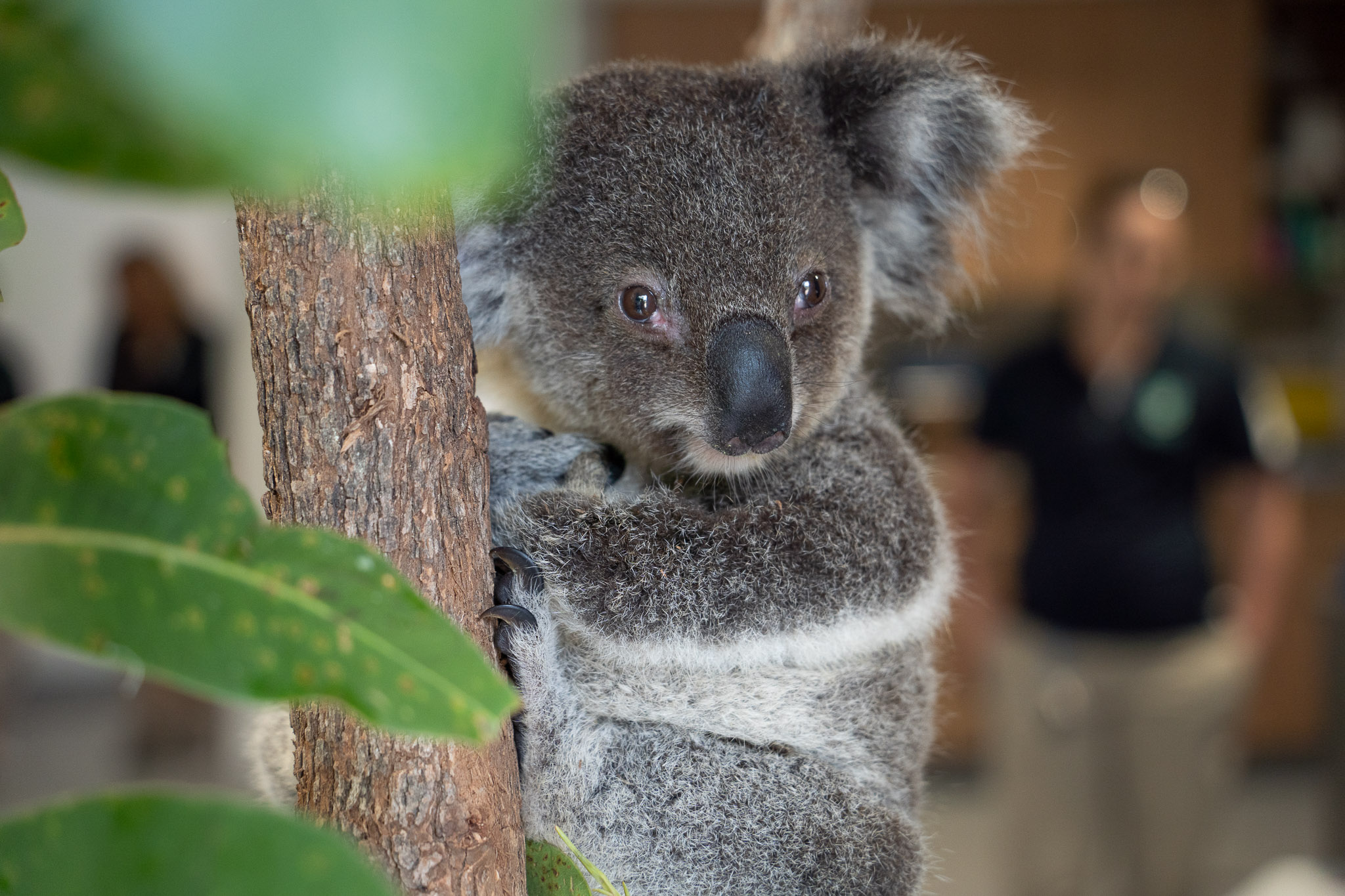 koala sitting in tree