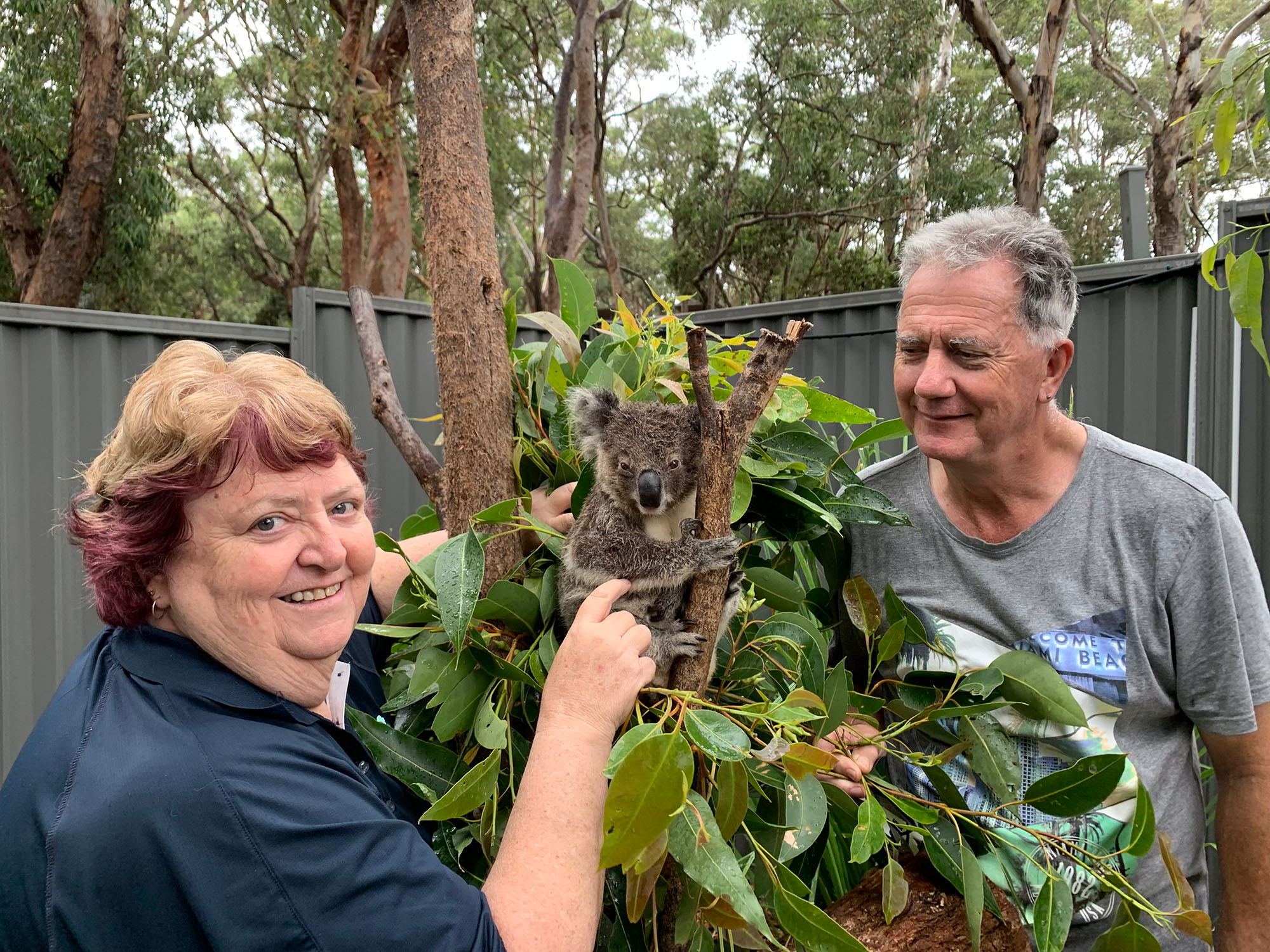 Volunteers with a koala in a tree