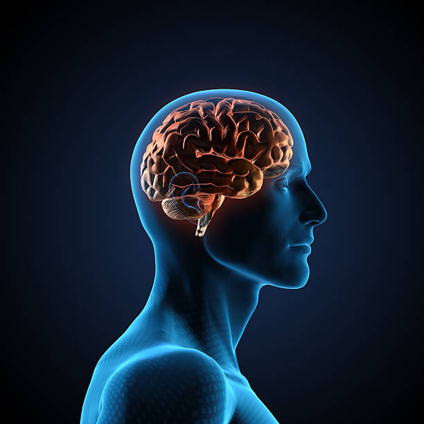 Brain in head