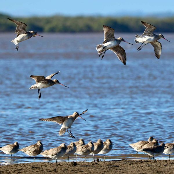 Louise Williams is passionate about supporting the conservation of migratory shorebirds in the Hunter and Port Stephens region. She is honoured to receive the inaugural Australian Wildlife Society Research Conservation Scholarship which will alleviate some of the stress associated with working part-time while studying full-time for her PhD. Photo by Louise Williams.. Local shorebird research takes flight
