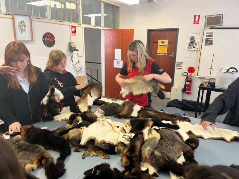 High school students inside a classroom sorting through a pile of possum skins