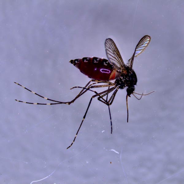 Environmentally sensitive insect control technologies