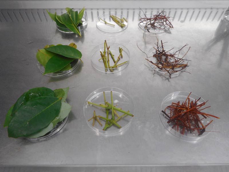 Nine laboratory growth trays with organic matter in them