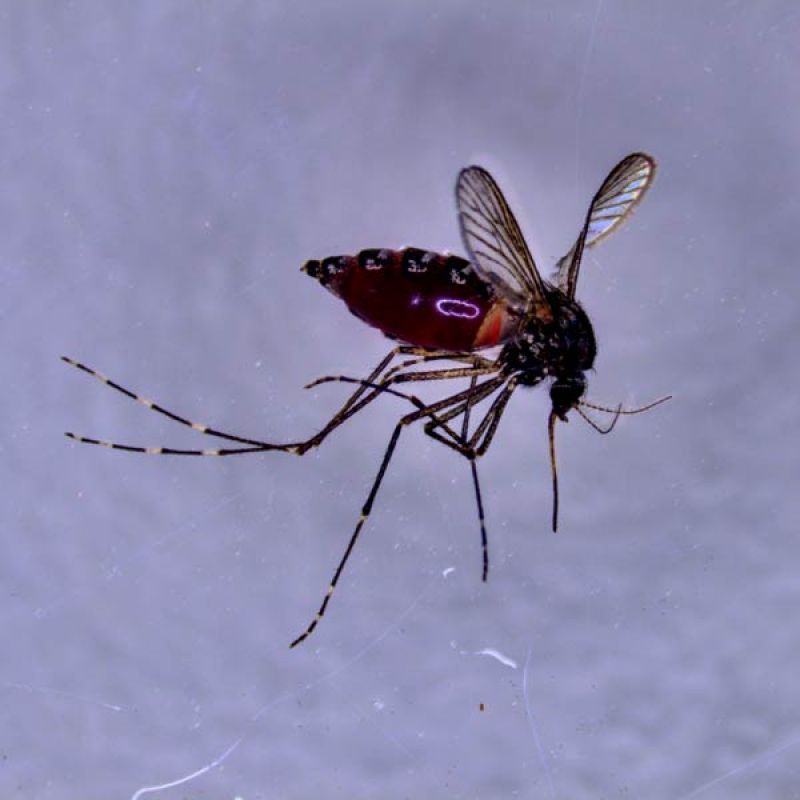 Close-up of a blood fed mosquito