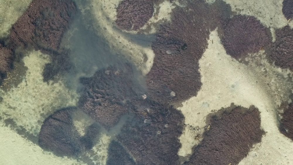 Rays1 Drone image of rays stirring up sand as they bury themselves in the estuary floor