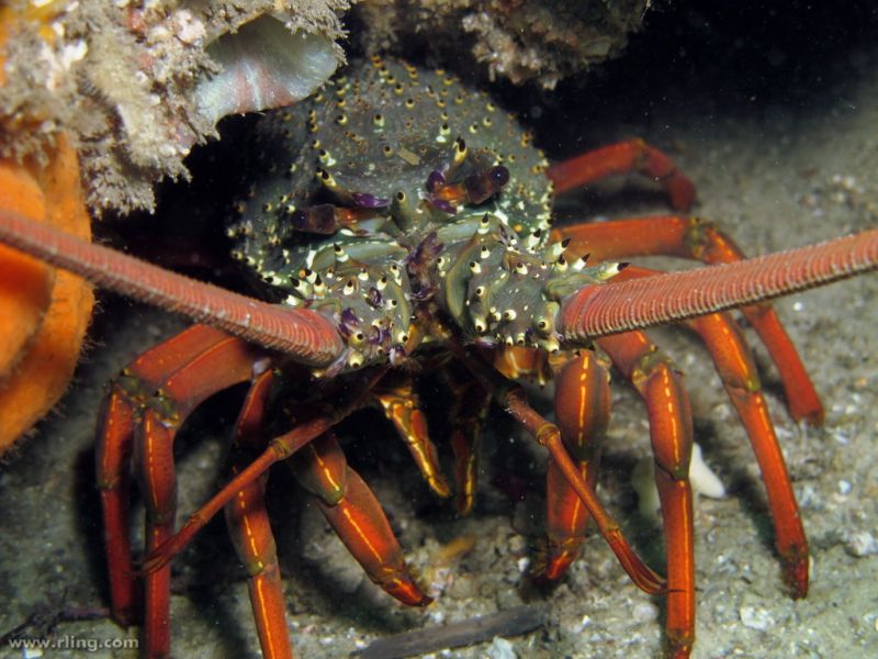 Lobster on the ocean floor