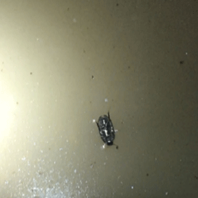 Locomotion with a twist: Aquatic beetle walks upside down on the underside of the water's surface