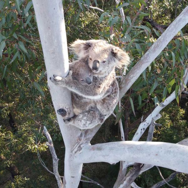 Two koalas in a gumtree. Global effort to keep koalas safe